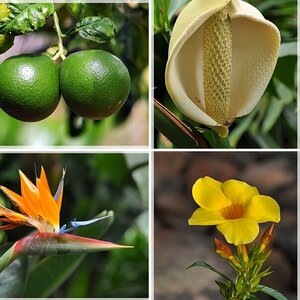 Botanischer Garten Tenerifa