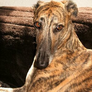 Windhunde