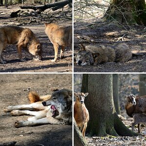 Wildtiere