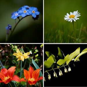 Blüten und Blätter