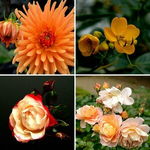 Blumen & Blüten