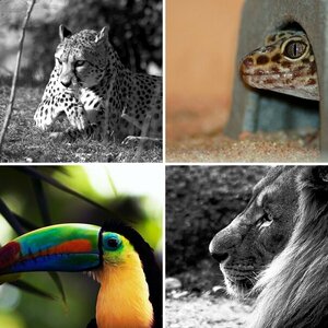Tiere