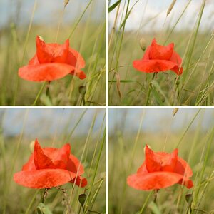 Mohnblume im Wind