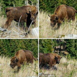Tierpark und Zoo