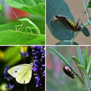 Insekten