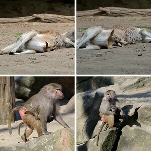 im Zoo