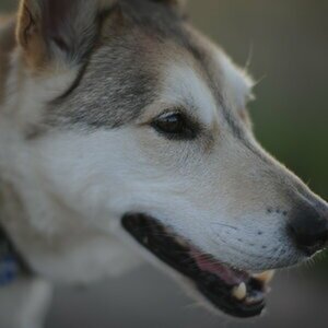 Test D700 + 58mm