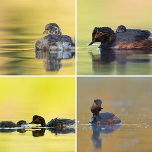 Weiher irgendwo bei Nbg Teil 2