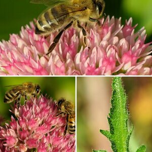 Macro