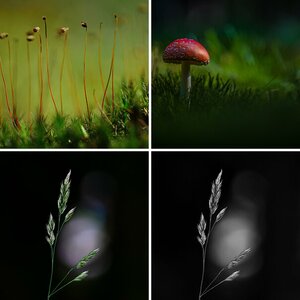 Blüten