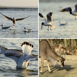 Fauna