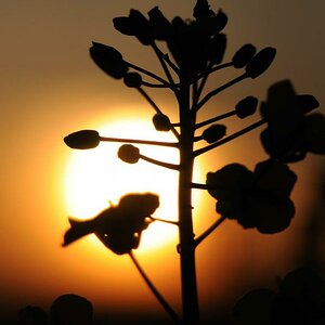 Blume im Abendrot