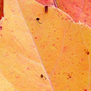 crop