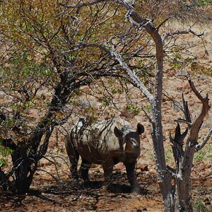 Rhino
