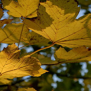 herbstblatt06