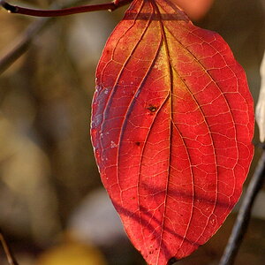 herbstblatt01