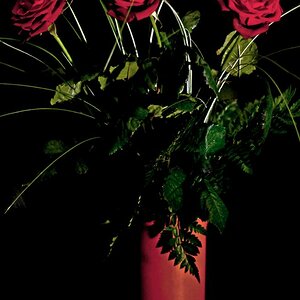 dark roses