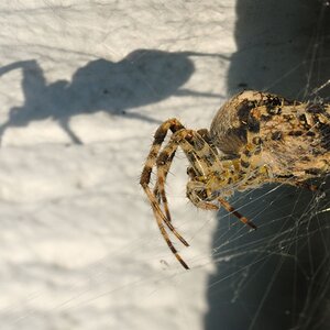8513 - Spinne und ihr Schatten