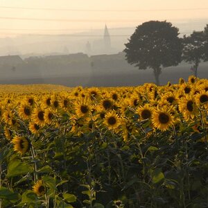 Sonnenblumenfeld