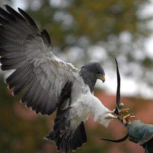Greifvogel I
