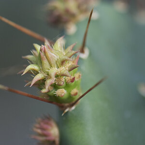 2008 02 27 Botanicher Garten 027