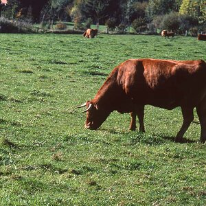 Braun-buntes Rind, Brodtener Steilküste, Oktober 2008, Velvia 50