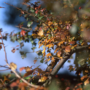 Macro-Test, Brodtener Steilküste, Oktober 2008, Velvia 50