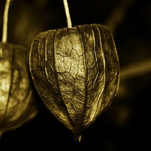Lampignon Blume