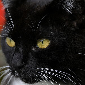 Miau