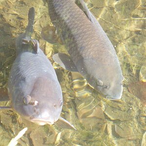 Antwerpen   2004 05 22 09 43 58   Botanischer Garten Fische