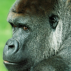 Gorillaportrait