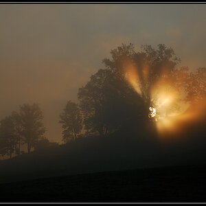 Sonnenbaum