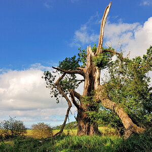 Baum