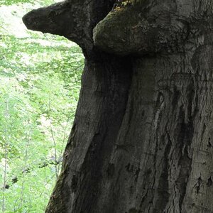 Urwald feminin