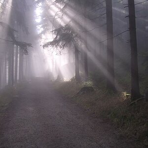 Im Steinwald (2)