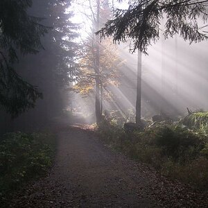 Im Steinwald (3)