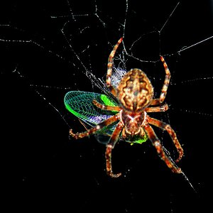 the spyder and the fly