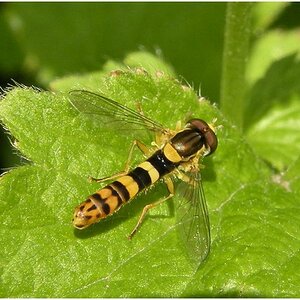 Schwebfliege53