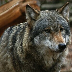 Wolf 04