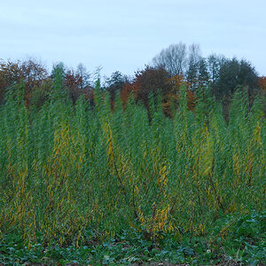 DSC 5532 1