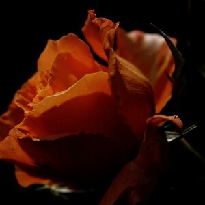 Eine Rose aus Nachbars Garten