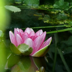 Seerose fotografiert mit Leica V-Lux 1