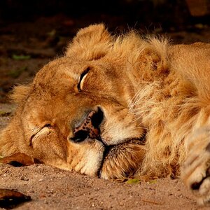 *zZzzZzzZ* ... war auch in der Wilhelma