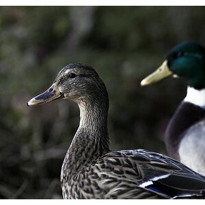 Enten BY DENNIS S