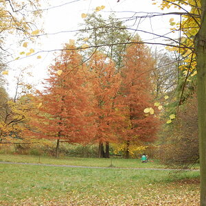 Herbstwald