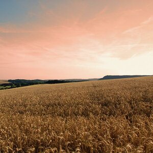 Kornfeld
