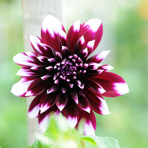 dahlia