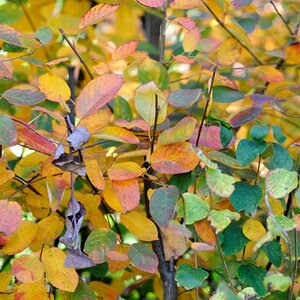 Herbstfarben 051
