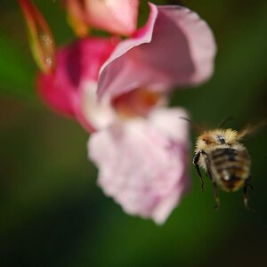 Im Anflug (Ist zwar nicht ganz scharf aber doch im 
Flug erwischt)