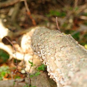 Im Wald